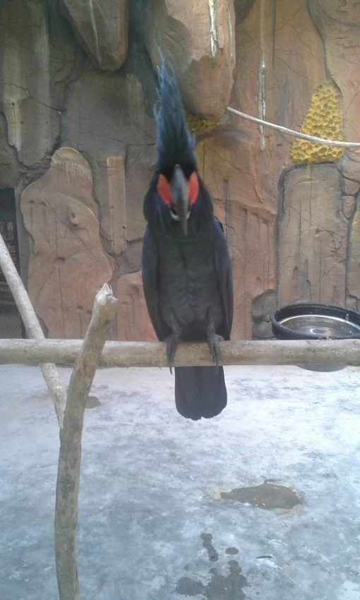 Matta-Black plumaged cockatoo