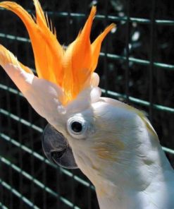 Victorine-Citron crested Cockatoo