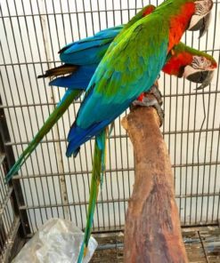 Harlequin Macaw Parrots-( Males/Females )