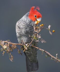 Gang Gang Cockatoo Parrot-(Jado)