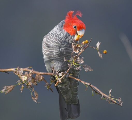 "Male Gang Gang Cockatoo Parrot Jado, 1 year 3 months old, vibrant red head, grey body, hand-raised, fully vaccinated, rare exotic bird."