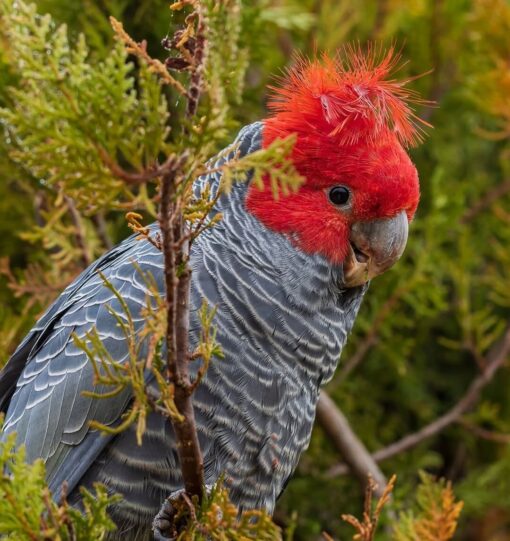 "Male Gang Gang Cockatoo Parrot Jado, 1 year 3 months old, vibrant red head, grey body, hand-raised, fully vaccinated, rare exotic bird."