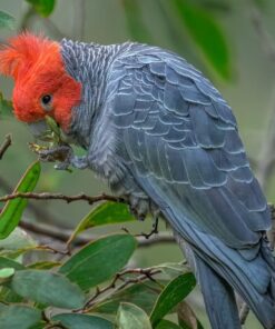 Gang Gang Cockatoo Parrot-(Jado)