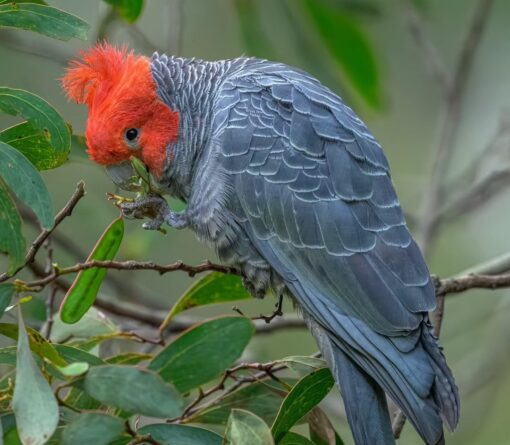 "Male Gang Gang Cockatoo Parrot Jado, 1 year 3 months old, vibrant red head, grey body, hand-raised, fully vaccinated, rare exotic bird."