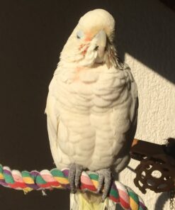 Goffin Cockatoo Parrot-(Sizu)