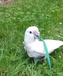Goffin Cockatoo Parrot-(Sizu)