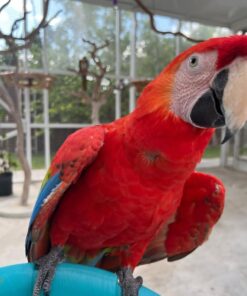 Green Wings Macaw Parrot-(Pata)