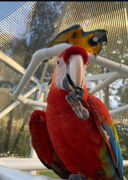 “Male Green Wings Macaw Parrot (Pata) with vibrant green wings, red and blue feathers, perched and looking alert.”