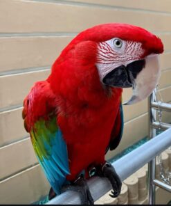 Green Wings Macaw Parrot-(Pata)