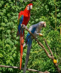 Green Wings Macaw Parrot-(Sabi)