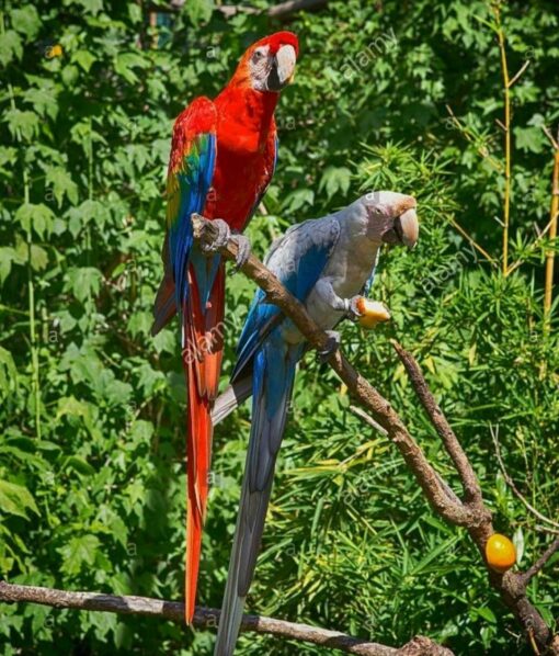"Sabi, a vibrant female Green-winged Macaw, perched gracefully with her bright red feathers, green wings, and striking blue tail on full display."