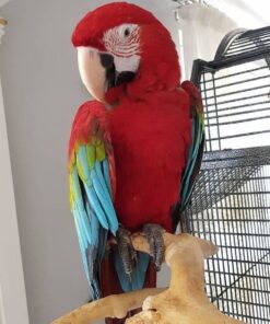 Green Wings Macaw Parrot-(Sabi)