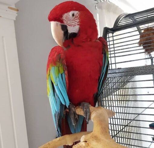 Green Wings Macaw Parrot-(Sabi)
