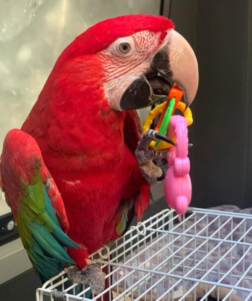 Green Wings Macaw Parrot-(Sabi) - Image 3