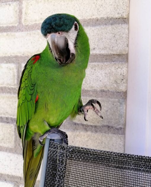 Meet our stunning Hahns Macaw Parrots—vibrant, playful, and full of personality! Available in both males and females, perfect for your exotic bird family.