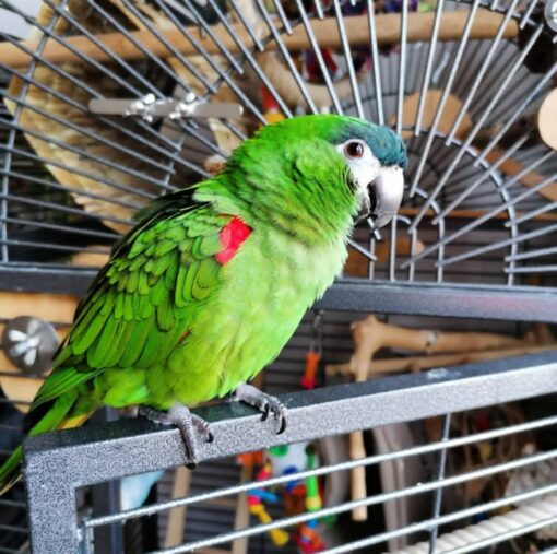 Hahns Macaw parrots, vibrant blue and yellow feathers, intelligent, social birds, males and females available, exotic pets, friendly and playful companions.