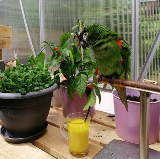 Hahns Macaw parrots, vibrant blue and yellow feathers, intelligent, social birds, males and females available, exotic pets, friendly and playful companions.