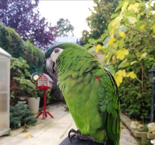 Hahns Macaw parrots, vibrant blue and yellow feathers, intelligent, social birds, males and females available, exotic pets, friendly and playful companions.