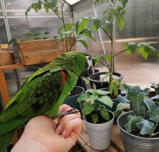 Hahns Macaw parrots, vibrant blue and yellow feathers, intelligent, social birds, males and females available, exotic pets, friendly and playful companions.