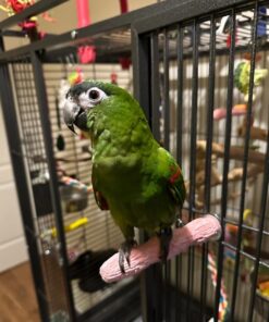 Hahns Macaw Parrots-(Males/Females)