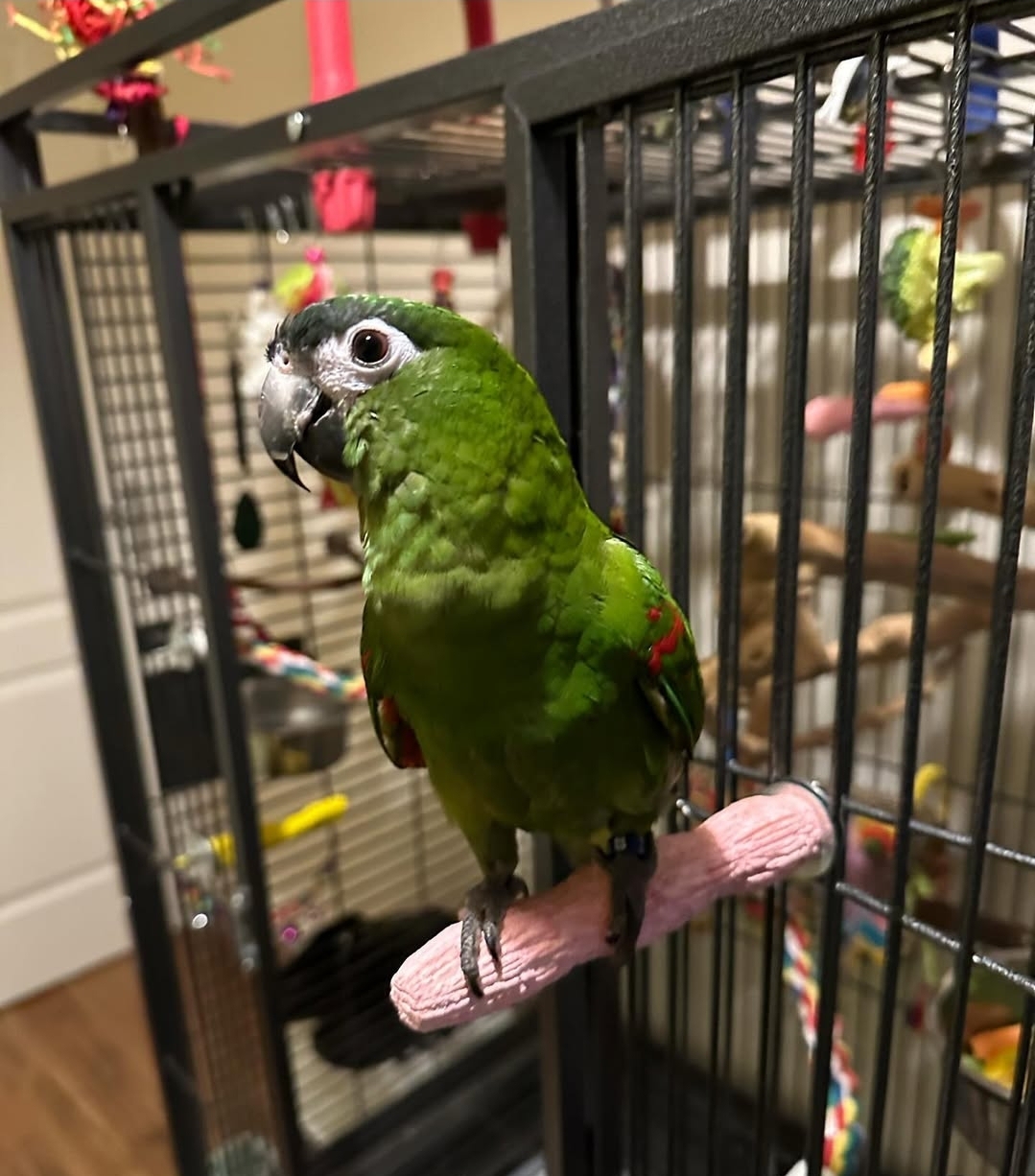 Hahns Macaw parrots, vibrant blue and yellow feathers, intelligent, social birds, males and females available, exotic pets, friendly and playful companions.
