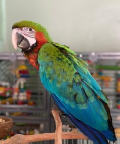 Harlequin  Macaw Parrot-(Latin)