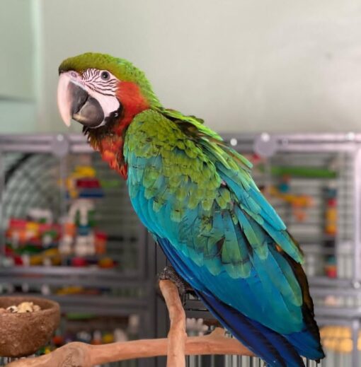Harlequin  Macaw Parrot-(Latin) - Image 2