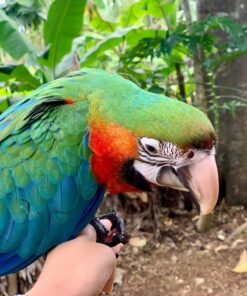 Harlequin  Macaw Parrot-(Latin)