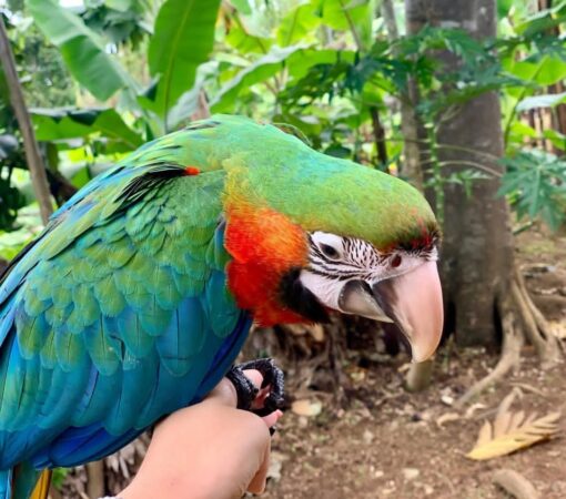 “Male Harlequin Macaw Parrot (Ara ararauna × Ara chloropterus) with vibrant blue, red, and yellow feathers perched on a branch.”