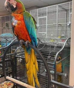 Harlequin Macaw Parrots-( Males/Females )