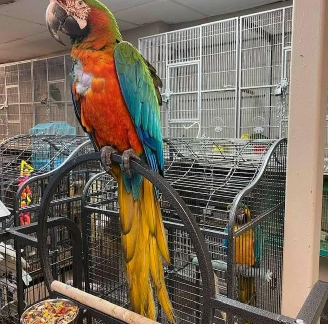 “Vibrant Harlequin Macaw parrots showing bright red, blue, and yellow feathers, perched side by side, showcasing their colorful plumage.”