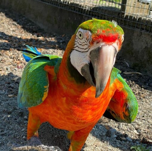 “Vibrant Harlequin Macaw parrots showing bright red, blue, and yellow feathers, perched side by side, showcasing their colorful plumage.”