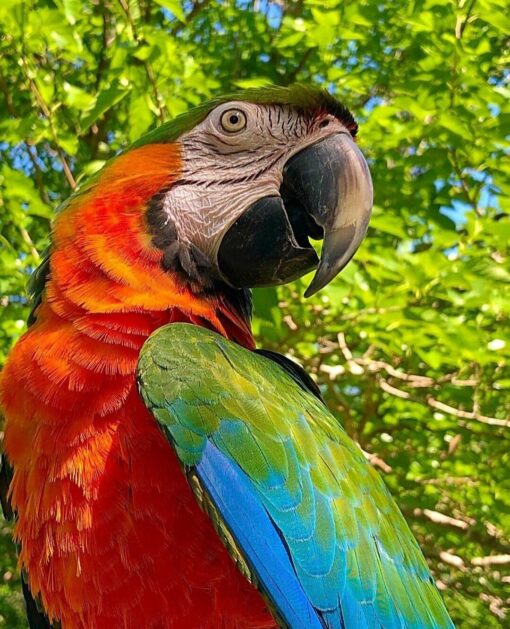 “Vibrant Harlequin Macaw parrots showing bright red, blue, and yellow feathers, perched side by side, showcasing their colorful plumage.”