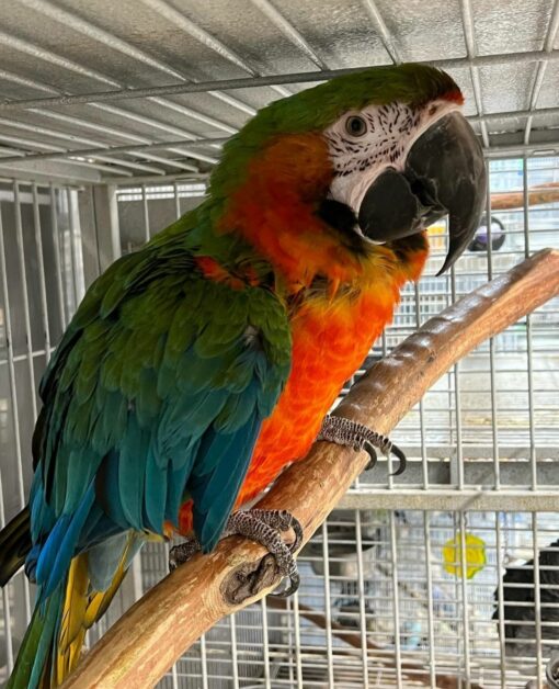 Harlequin Macaw Parrots-( Males/Females ) - Image 5