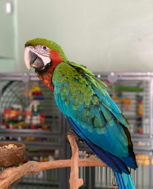 “Vibrant Harlequin Macaw parrots showing bright red, blue, and yellow feathers, perched side by side, showcasing their colorful plumage.”
