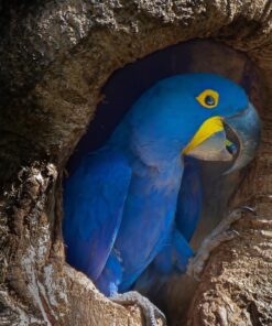 Hyacinth Macaw Parrot-(Dino)