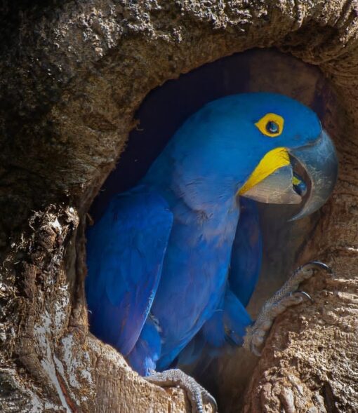 Hyacinth Macaw Parrot-(Dino) - Image 2