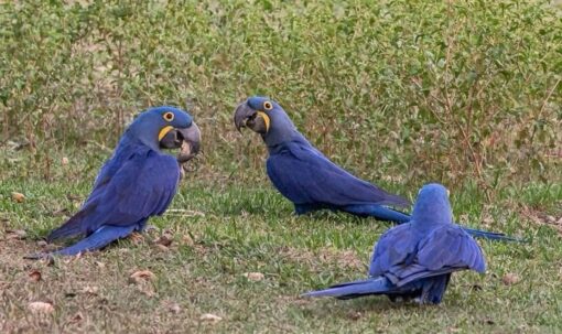 “Male Hyacinth Macaw parrot named Dino with vibrant cobalt-blue feathers and bright yellow eye rings perched gracefully.”