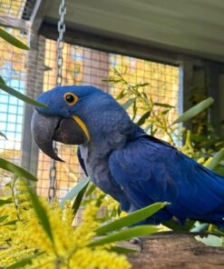 Hyacinth Macaw Parrot-(Dino)