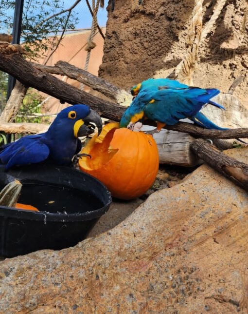Hyacinth Macaw Parrot-(Dino) - Image 4
