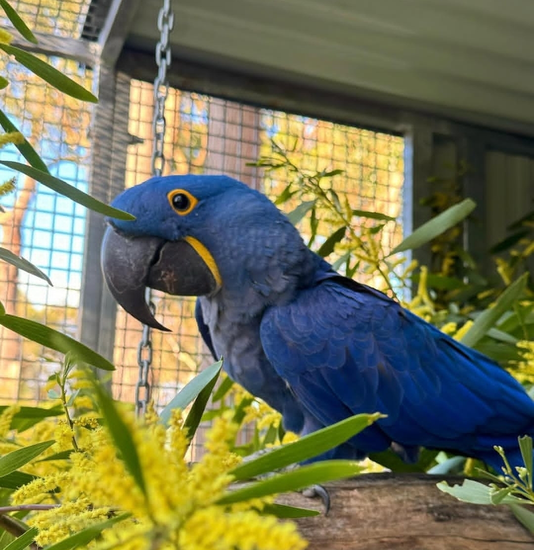 “Male Hyacinth Macaw parrot named Dino with vibrant cobalt-blue feathers and bright yellow eye rings perched gracefully.”