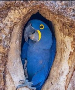 Hyacinth Macaw Parrot-(Levan)