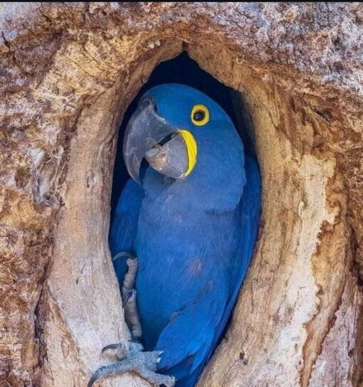 “Female Hyacinth Macaw Parrot named Levan with vibrant cobalt-blue feathers and bright yellow eye rings perched on a branch.”