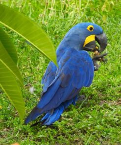 Hyacinth Macaw Parrot-(Levan)