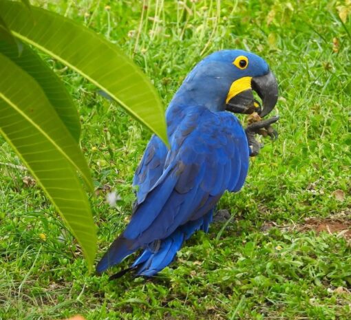 “Female Hyacinth Macaw Parrot named Levan with vibrant cobalt-blue feathers and bright yellow eye rings perched on a branch.”