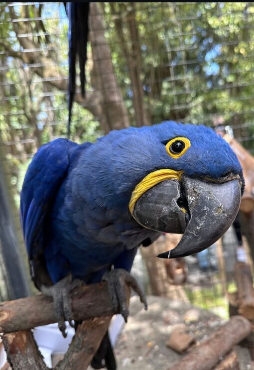 Hyacinth Macaw Parrot-(Levan) - Image 4