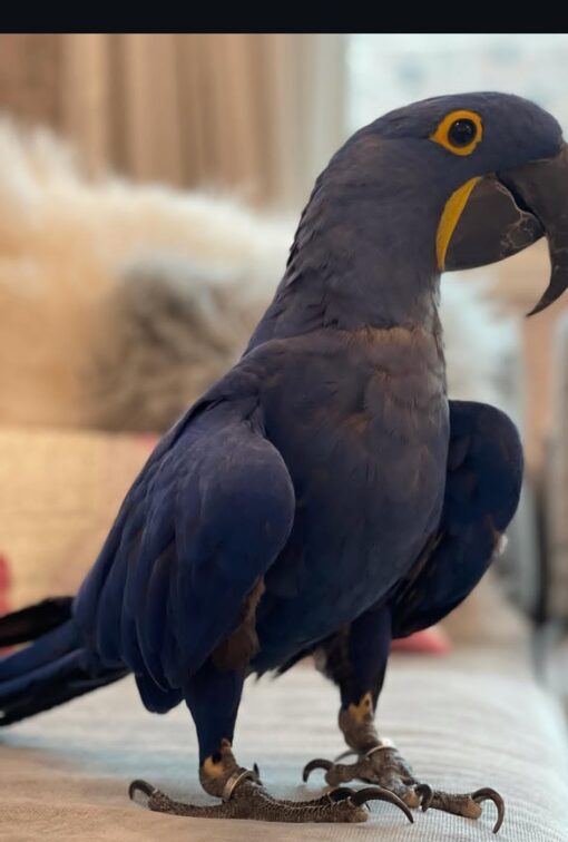 “Female Hyacinth Macaw Parrot named Levan with vibrant cobalt-blue feathers and bright yellow eye rings perched on a branch.”