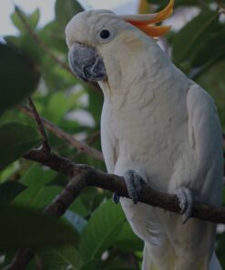 Moluccan Cockatoo Parrot-(Fembe)
