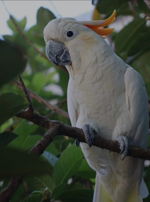 Moluccan Cockatoo Parrot-(Fembe) - Image 2