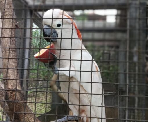 “Female Moluccan Cockatoo Parrot named Fembe, 1 year 3 months old, hand-raised, fully vaccinated, salmon-pink feathers, friendly and affectionate companion bird.”